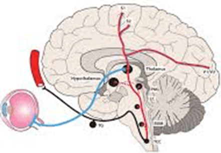 brainpath