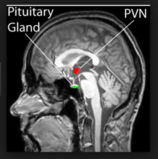 pituitarygland